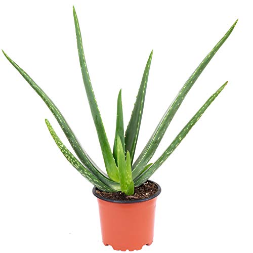 aloe vera saft 99 99% Aloe Vera Gel main image 0