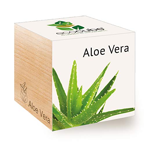 Aloe vera: Standort, Boden, Pflege - myHOMEBOOK